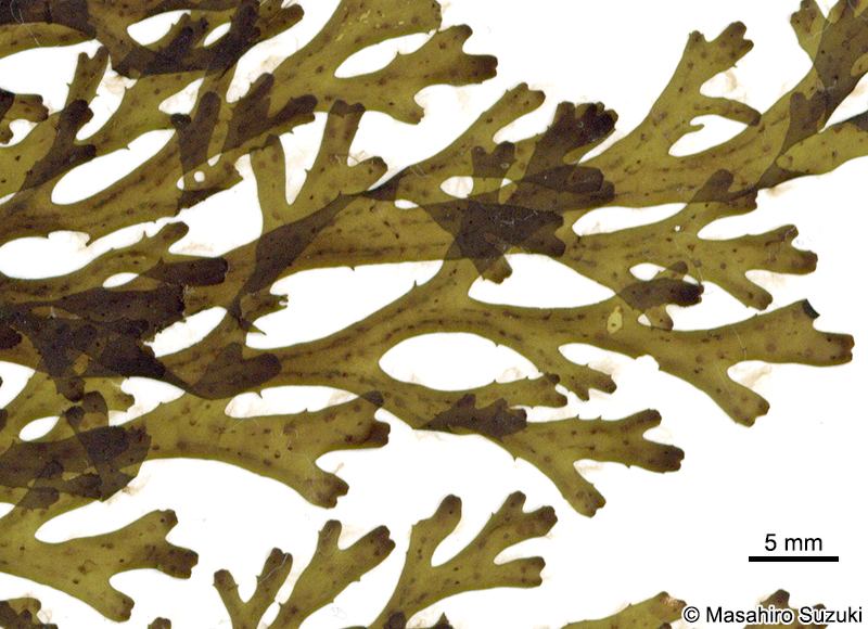 ハリアミジグサ Dictyota spinulosa